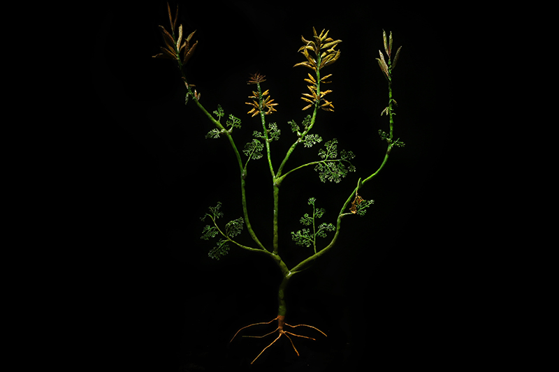 植物复原